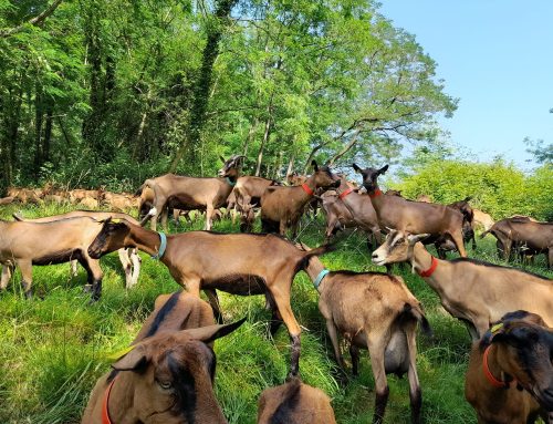 Après-midi au Clos Bellevue à Cuqueron (64) – 07 Juin